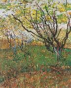 Vincent Van Gogh Flowering Orchard
